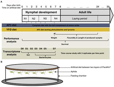 Bacteriocyte Reprogramming to Cope With Nutritional Stress in a Phloem Sap Feeding Hemipteran, the Pea Aphid Acyrthosiphon pisum